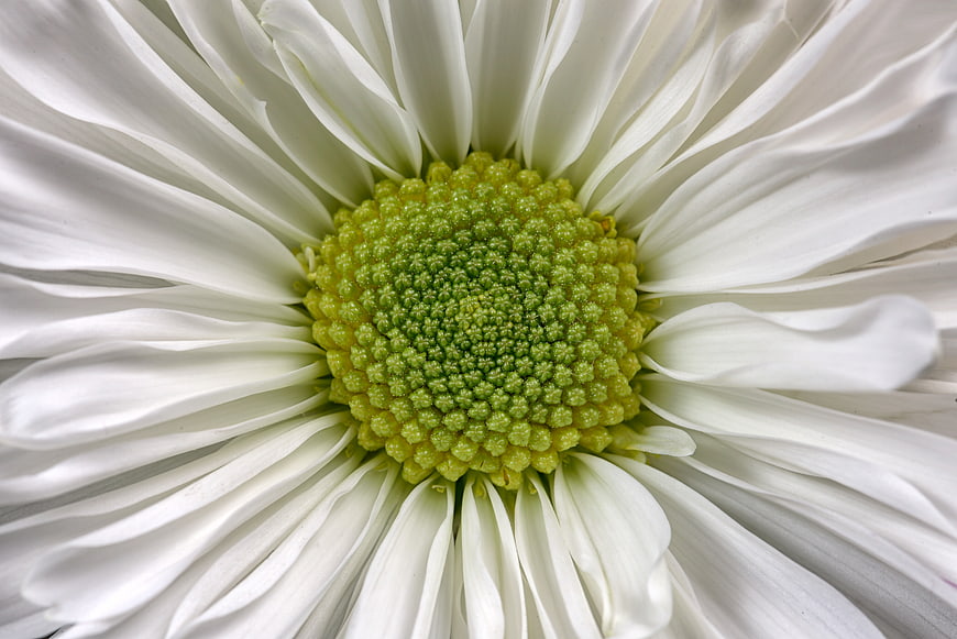 Macro Closeup of White Daisy with Green Center