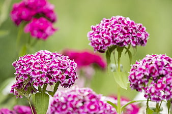 Vibrant pink and white phlox flowers in a garden
