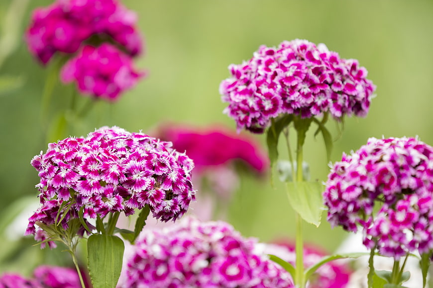 Vibrant pink and white phlox flowers in a garden