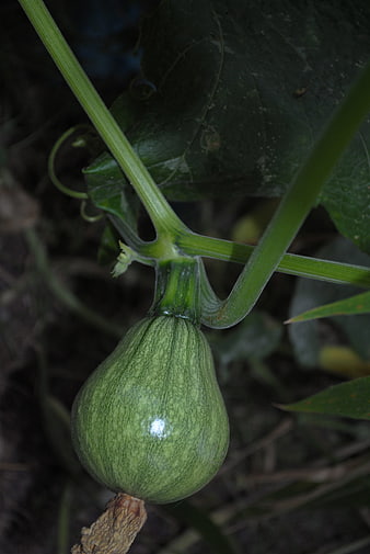 Green Zucchini Growing on Vine in Garden
