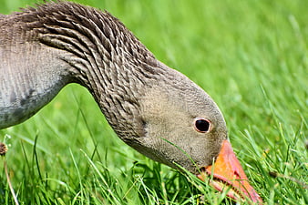 Close-up of a Greylag Goose Grazing on Green Grass
