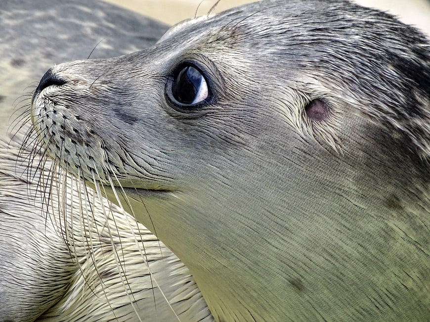Close-up Portrait of a Grey Seal on a Sandy Beach