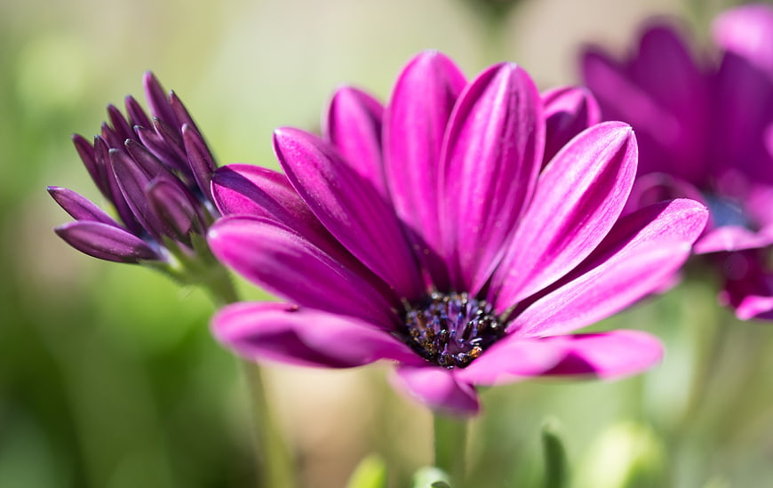 Close-up of vibrant purple African daisy flower in garden