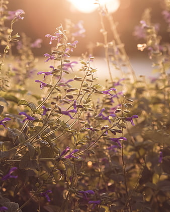 Purple Salvia Flowers in Golden Sunlight
