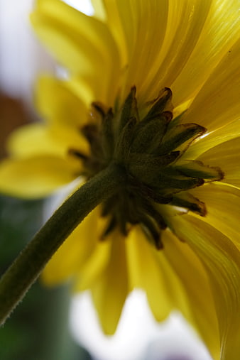 Close-up view of yellow flower underside and stem