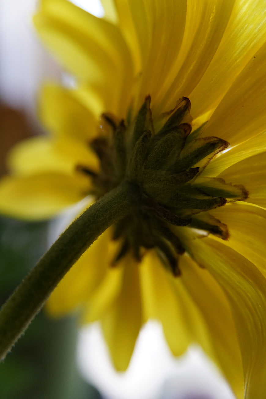 Close-up view of yellow flower underside and stem