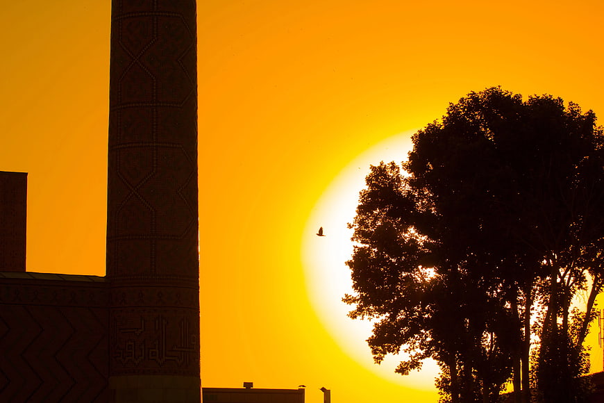 Silhouette of Bird Flying Near Tree Against Golden Sunset Sky