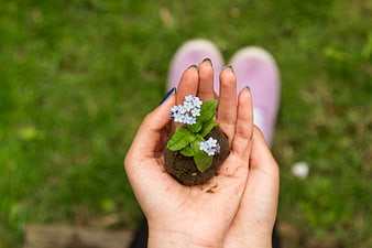 Hands holding small blue forget-me-not flowers in soil