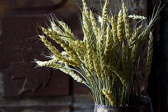 Golden Wheat Stalks in Rustic Metal Container