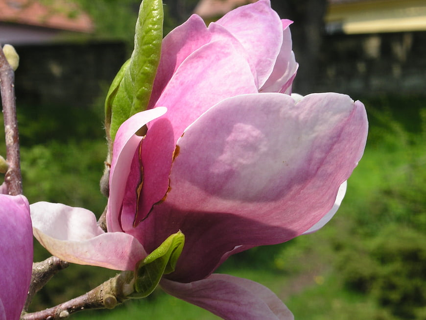 Close-up of pink magnolia flower blooming in spring