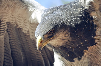 Close-up of a majestic eagle head and wings