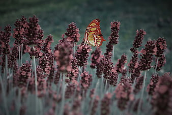 Red and Yellow Butterfly on Purple Lavender Flowers