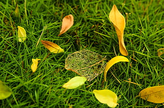Decaying leaf skeleton on vibrant green grass