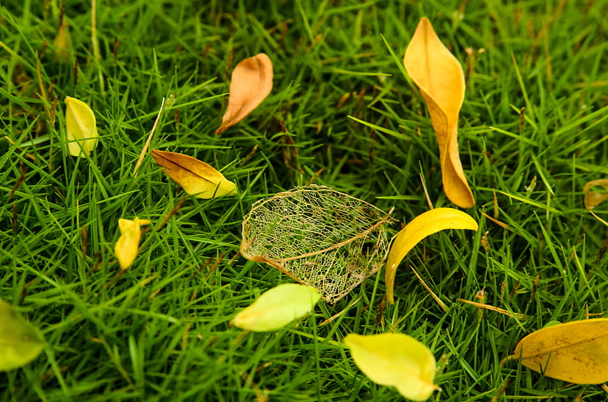 Decaying leaf skeleton on vibrant green grass