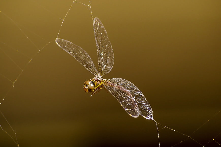 Macro Dragonfly Caught in Spider Web