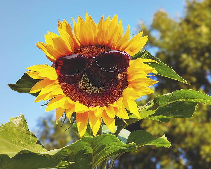 Sunflower Wearing Sunglasses Against Blue Sky
