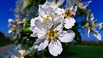 Close-up of white apple blossoms against a blue sky