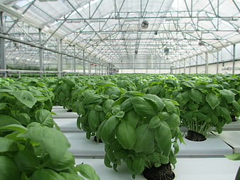Rows of Fresh Basil Plants Growing in a Modern Commercial Greenhouse