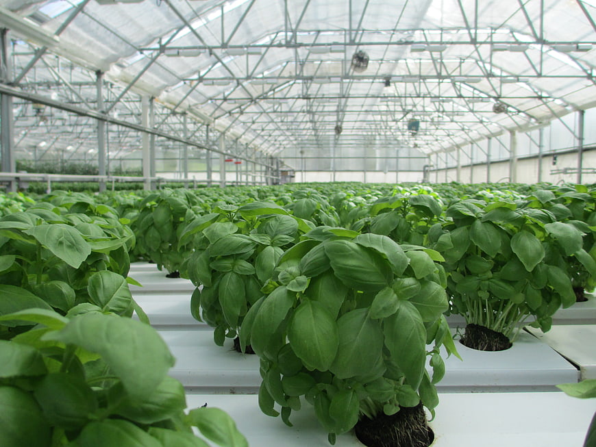 Rows of Fresh Basil Plants Growing in a Modern Commercial Greenhouse
