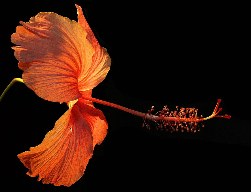 Vibrant Orange Hibiscus Flower Isolated on Black Background