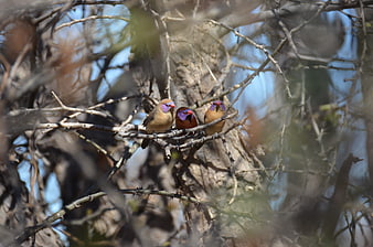 Three Purple-faced Lovebirds Perched on Thorny Branches