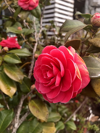 Vibrant Red Camellia Flower Close-Up in Garden