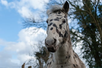 Close-up of a spotted Appaloosa horse head against blue sky