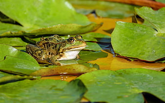 Green frog resting on lily pads in a pond