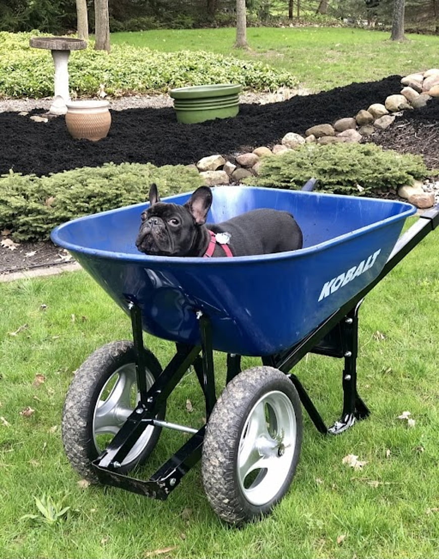Cute Black French Bulldog Sitting in Blue Wheelbarrow