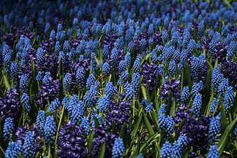 Vibrant Blue and Purple Grape Hyacinth Flower Field