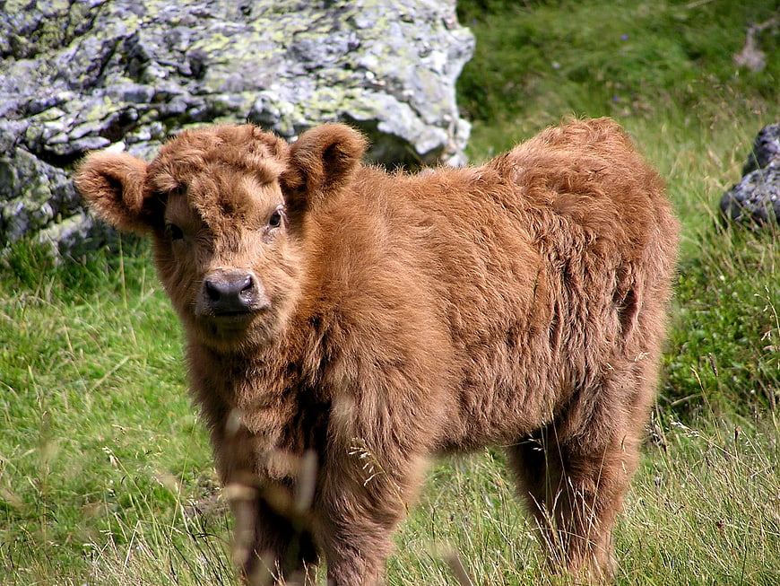 Cute Highland Calf Standing in Green Meadow