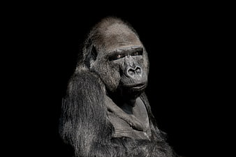 Portrait of a Gorilla on Black Background