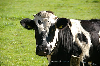 Close-up portrait of a black and white dairy cow in a green pasture