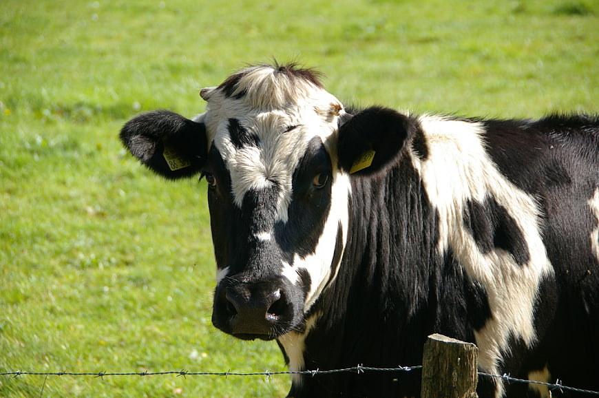 Close-up portrait of a black and white dairy cow in a green pasture