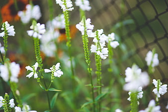 Close-up of white snapdragon flowers in a garden