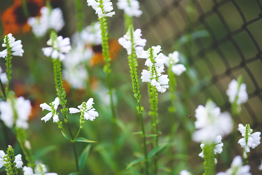 Close-up of white snapdragon flowers in a garden