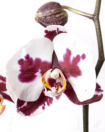 Close-up of White and Purple Orchid Flower