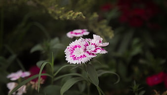 Close-up of white and pink dianthus flower in garden