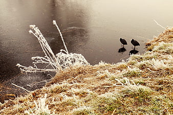 Two coots standing on frozen river with hoar frost