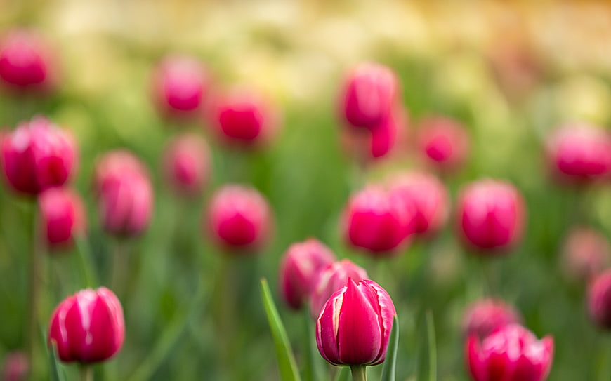 Pink Tulips in a Spring Garden with Blurred Background