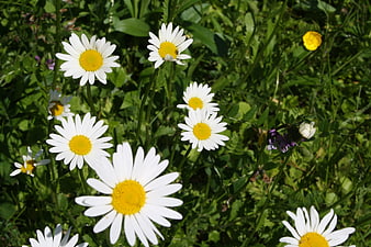 White daisies blooming in a sunny green meadow