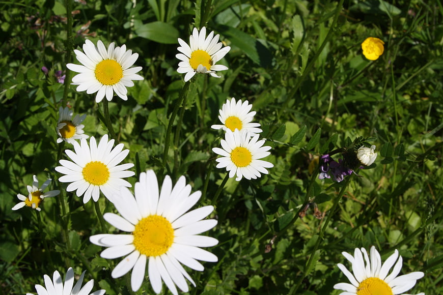 White daisies blooming in a sunny green meadow