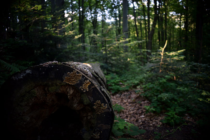 Decaying log with fungi in a sunlit forest