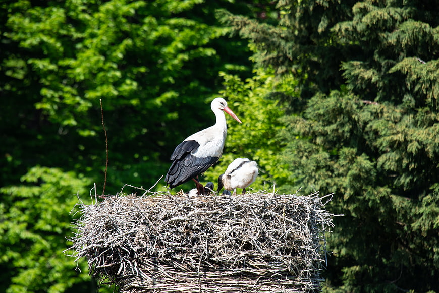 White stork with chicks in nest against green forest