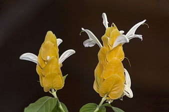 Golden Shower Plant Flowers with White Petals on Dark Background