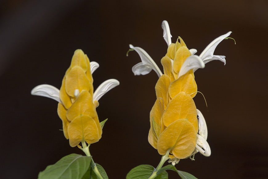 Golden Shower Plant Flowers with White Petals on Dark Background