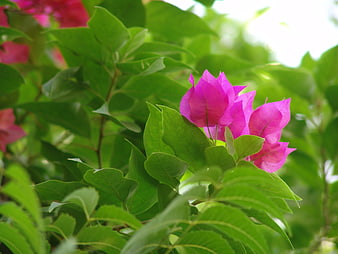 Vibrant Pink Bougainvillea Blooms Amidst Lush Green Foliage