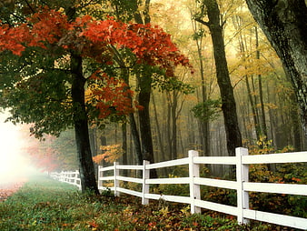 White Fence in Misty Autumn Forest with Red Leaves