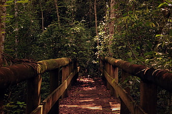 Wooden Bridge Path Through Dense Tropical Forest