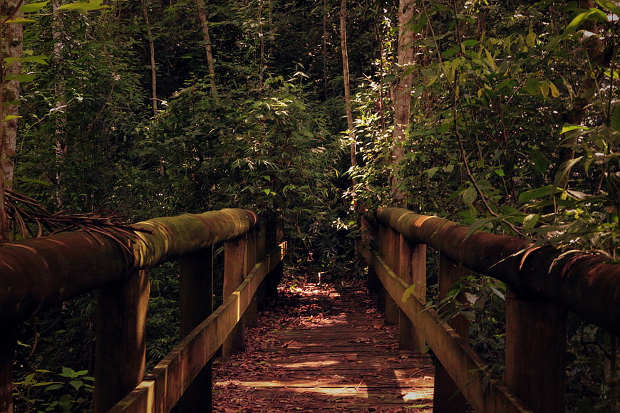 Wooden Bridge Path Through Dense Tropical Forest
